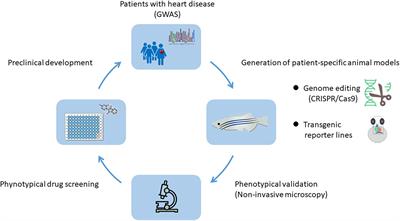 Heart Development and Regeneration in Non-mammalian Model Organisms